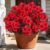 Artificial Flowers for Outdoors, 6 Bundles Realistic Silk Fake Red Geraniums, No Fade Faux Plastic Flowers for Outdoor Planters, Hanging Baskets, Window Boxes, Porch, Patio Decor