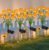 Solar Lights Outdoor Waterproof Sunflowers Garden Decor,4 Packs with 24 Sunflower lights,Birthday Gifts for Women Mom,Solar Flowers Decorative Lights for Outside Yard Lawn Patio Porch decorations